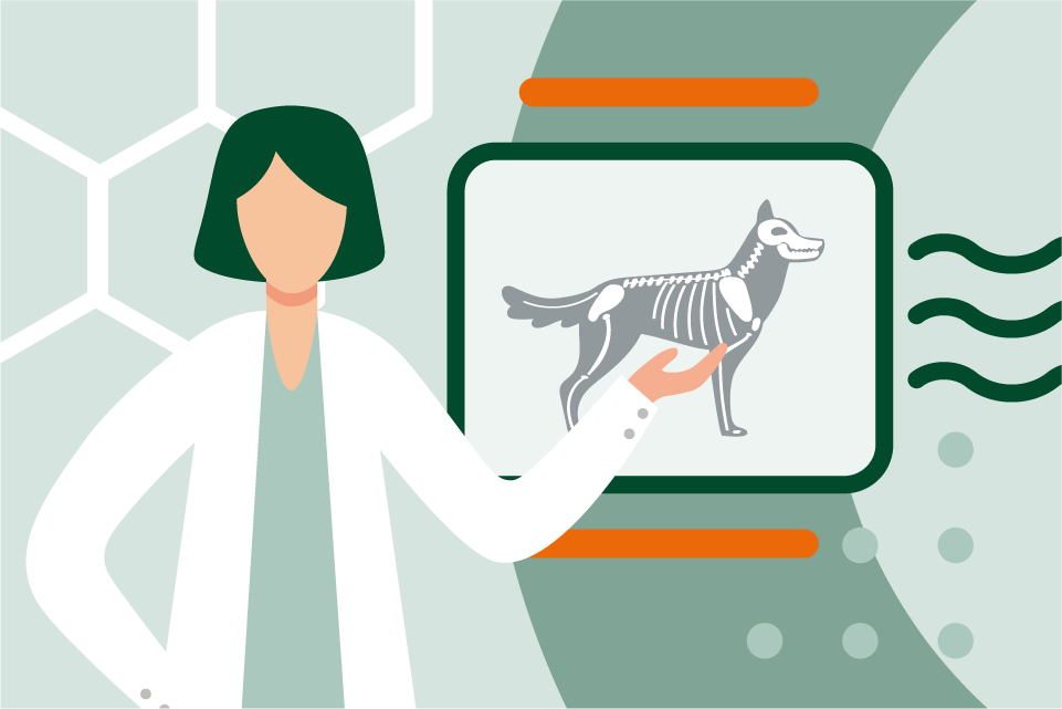 Illustrative artwork featuring veterinarian