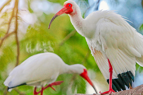 Ibis in a tree