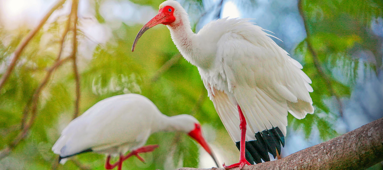 ibis-in-tree.jpg